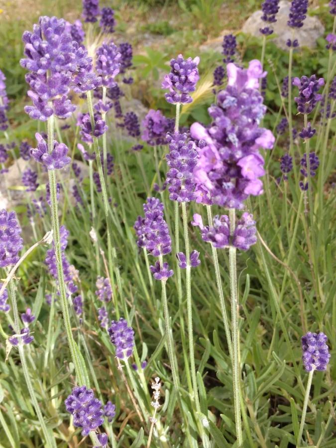 Il Giardino Di Julia B&B Тортора Екстер'єр фото